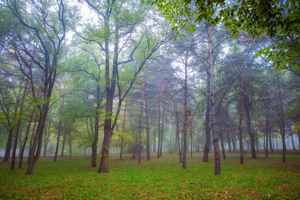 Prachtige groene woud — Stockfoto