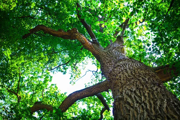 Waldgrüne Bäume — Stockfoto