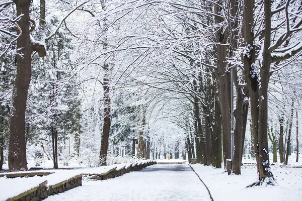 Bosque árboles naturaleza nieve madera fondos — Foto de Stock