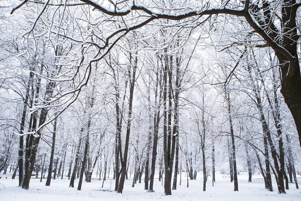 Skogens träd natur snö trä bakgrunder — Stockfoto
