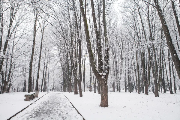 Forêt arbres nature neige bois milieux — Photo