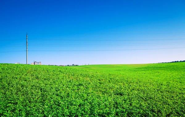 Green Field and Beautiful Sunset — Stock Photo, Image