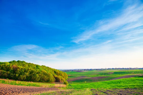 Schöne grüne Wiese — Stockfoto