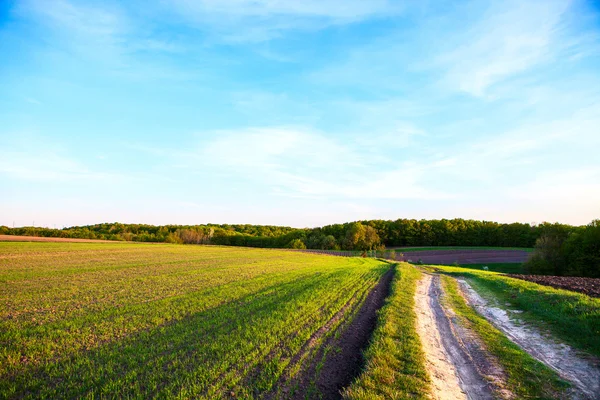 Beautiful green field — Stock Photo, Image