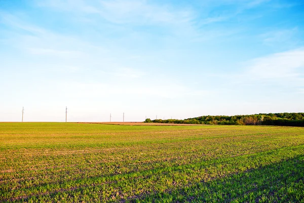 Beautiful green field — Stock Photo, Image