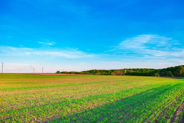 Piękne zielone pole — Zdjęcie stockowe