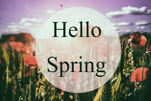 Hello Spring lettering and Red poppies — Stock Photo, Image