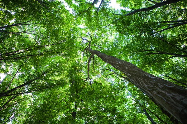 Bosque de pino verde —  Fotos de Stock