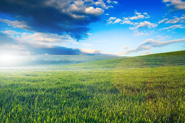 Beautiful green field — Stock Photo, Image