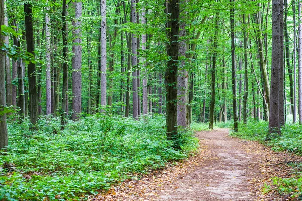 Groene dennenbos — Stockfoto