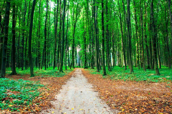 Groene dennenbos — Stockfoto