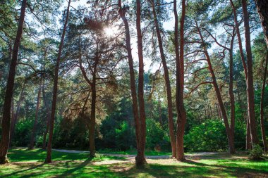 Güzel yeşil çam ağaçları