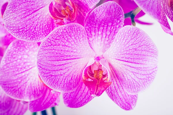 Фіолетовий orchid квіти — стокове фото