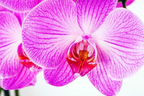 Фіолетовий orchid квіти — стокове фото