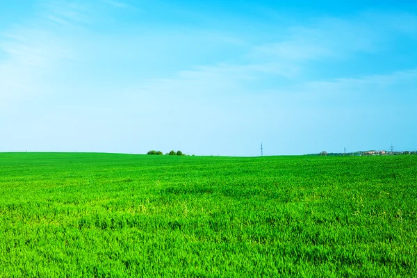 Green Field under blue sky — Stock Photo, Image