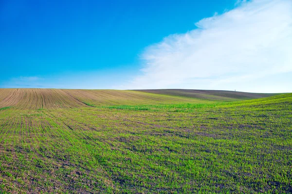 Campo verde mañana — Foto de Stock