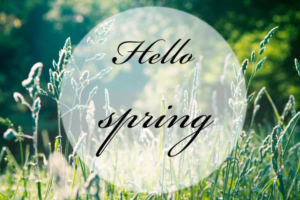 Hello spring inscription — Stock Photo, Image