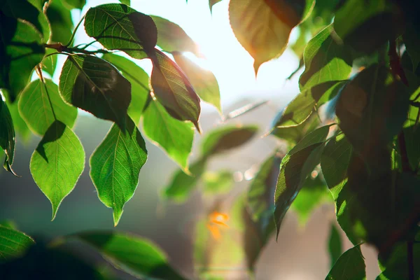 Hojas verdes frescas — Foto de Stock