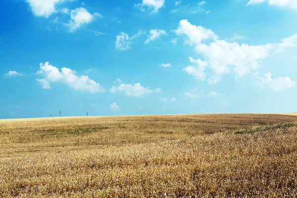 Vete fält under blå himmel — Stockfoto