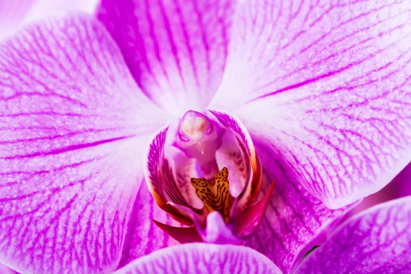 Flor de orquídea violeta —  Fotos de Stock