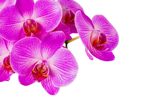 Фіолетовий orchid квіти — стокове фото