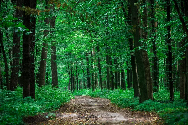 Bela floresta verde — Fotografia de Stock