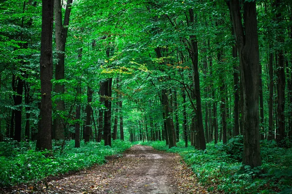 Hermoso bosque verde — Foto de Stock