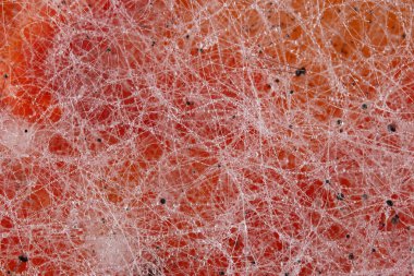 Biber-biber bitkisel yağ içinde kalıp