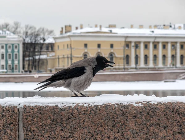 Зимою Санкт Петербург Ворона Гранітному Парапеті Набережної Центрі Міста — стокове фото