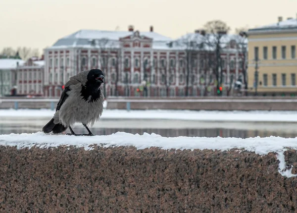 San Pietroburgo Inverno Corvo Sul Parapetto Granito Dell Argine Nel — Foto Stock