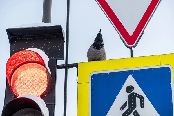 Krähe Sitzt Auf Einem Straßenschild Übergang lizenzfreie Stockfotos