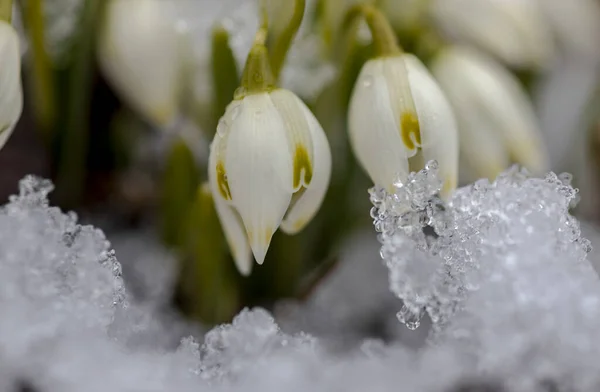 Primroses Gouttes Neige Dans Jardin Botanique — Photo