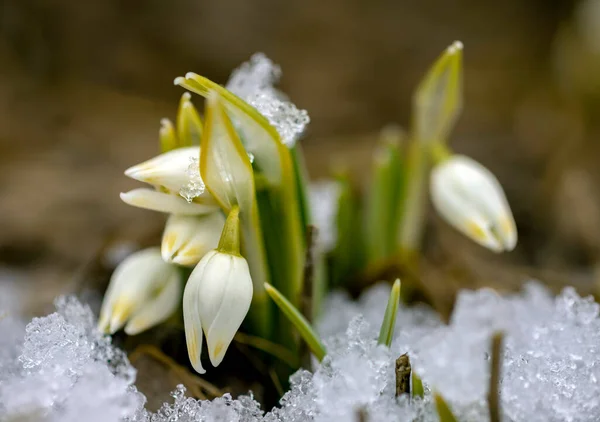 Primroses Gouttes Neige Dans Jardin Botanique — Photo