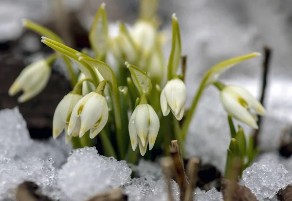 Primroses Gouttes Neige Dans Jardin Botanique — Photo