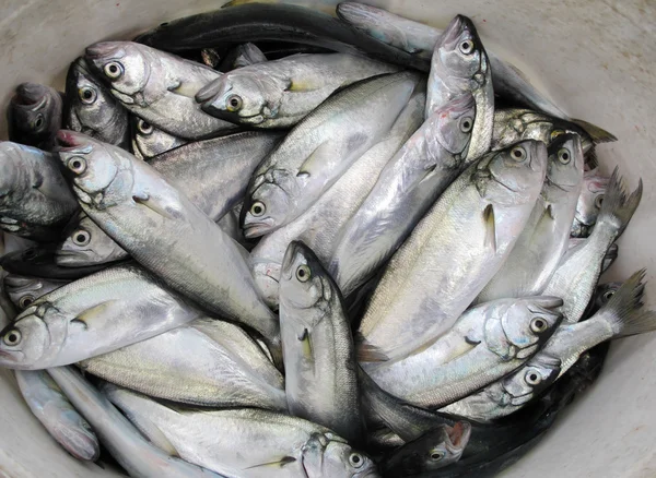 Kleine Fische im Eimer. — Stockfoto