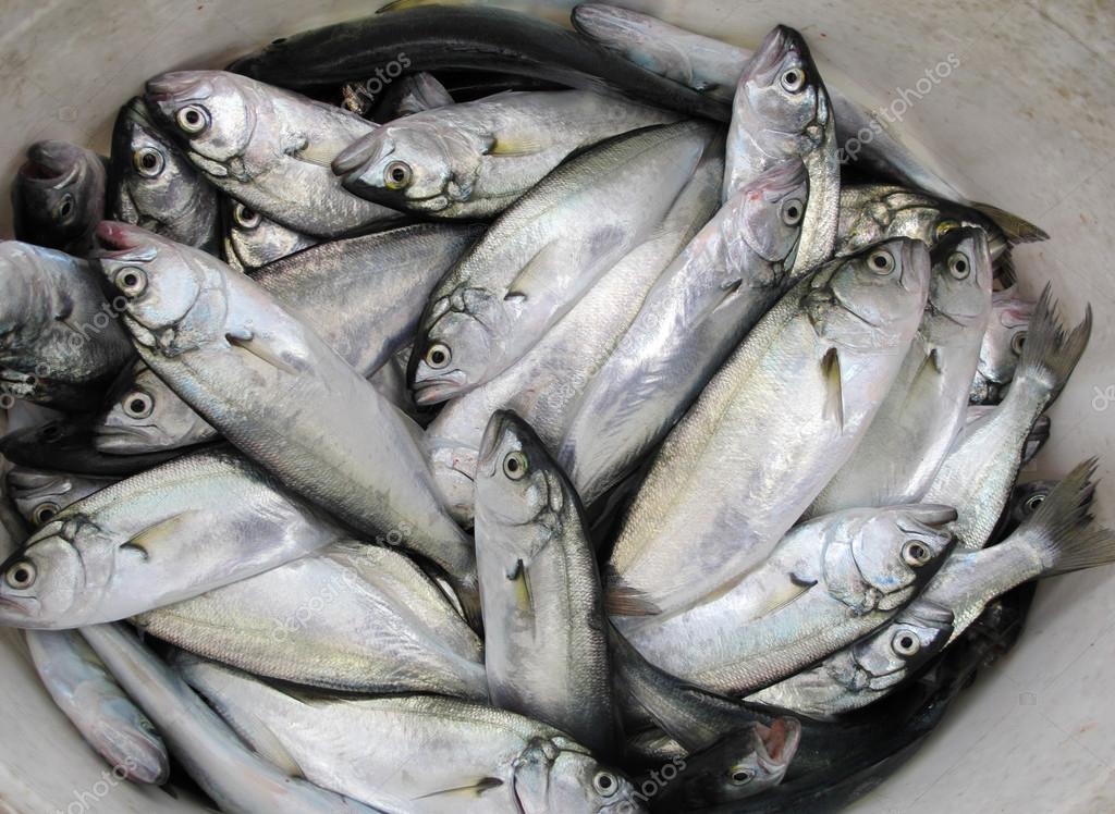 Small fish in a bucket. Stock Photo by ©avevstaf 65200579