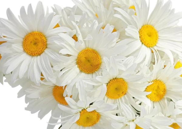 Fresh flowers — Stock Photo, Image