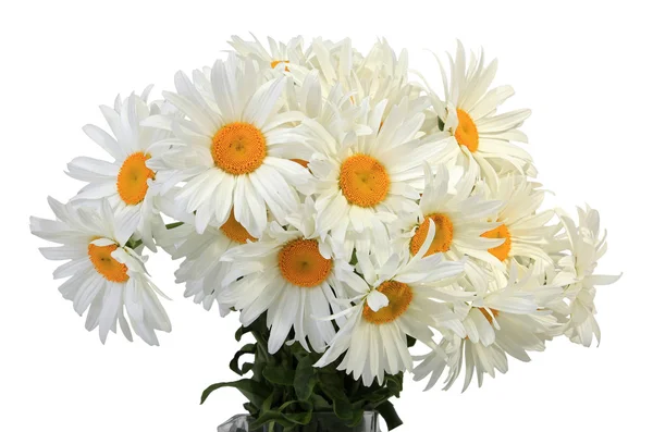 Fresh flowers — Stock Photo, Image