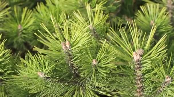 Cabang pinus — Stok Video