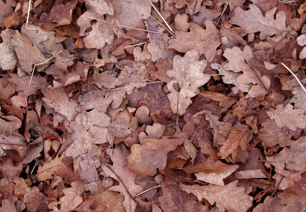 Hojas caídas de otoño —  Fotos de Stock