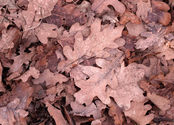 Lehullott őszi levelek — Stock Fotó