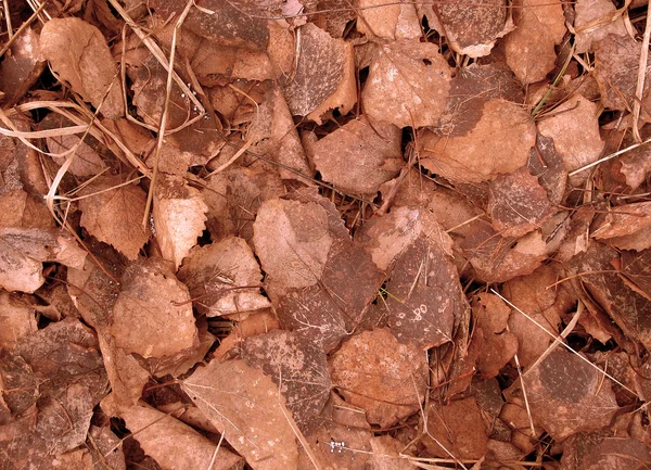 Gevallen herfstbladeren — Stockfoto