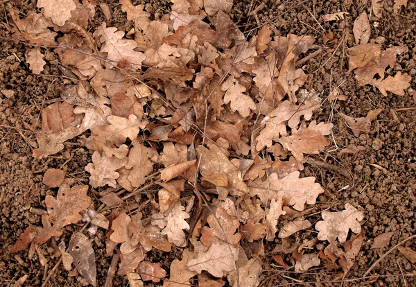 Gevallen herfstbladeren — Stockfoto