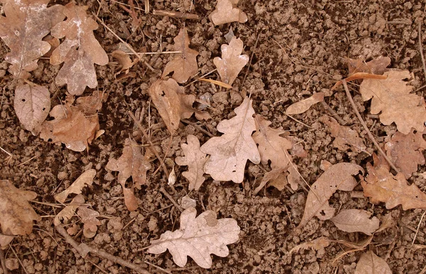 Hojas caídas de otoño —  Fotos de Stock