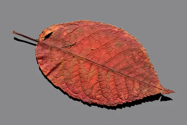 Autumn dry leaf — Stock Photo, Image