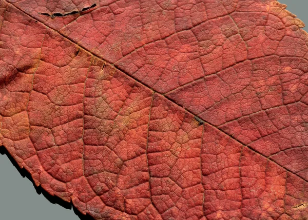 Jesienny suchy liść — Zdjęcie stockowe