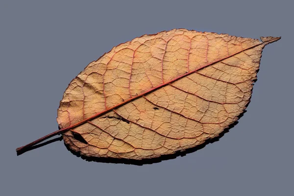 Trockenes Herbstblatt — Stockfoto