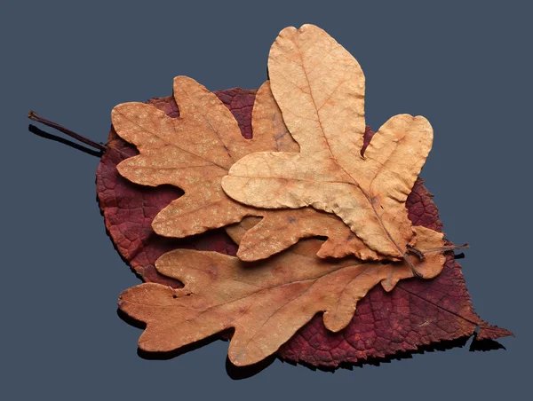 Herfst droge bladeren — Stockfoto