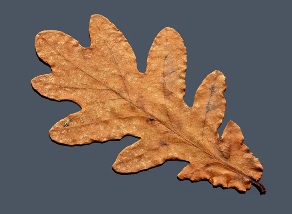 Podzimní suchý list — Stock fotografie
