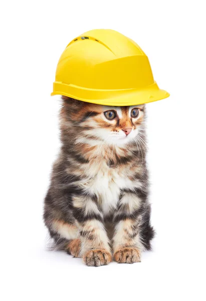 Cat with helmet — Stock Photo, Image